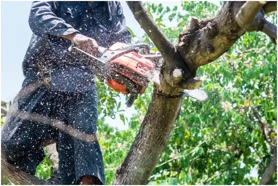 tree services Edgar